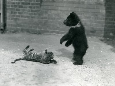 Un cachorro de oso pardo juega con un cachorro de tigre en el Zoológico de Londres, abril de 1914 de Frederick William Bond